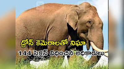 Elephant Attack: ఏనుగు దాడిలో ఇద్దరు మృతి.. కుమురం భీం జిల్లాలోని పలు గ్రామాలకు హై అలర్ట్