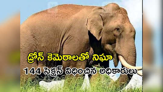 Elephant Attack: ఏనుగు దాడిలో ఇద్దరు మృతి.. కుమురం భీం జిల్లాలోని పలు గ్రామాలకు హై అలర్ట్ 