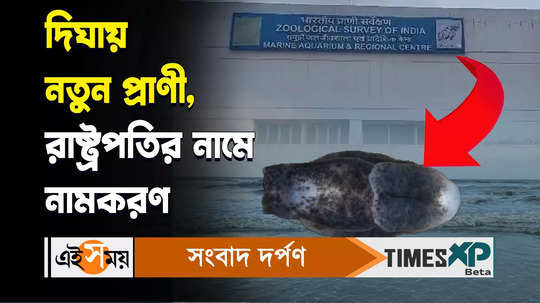 new species of animal found in digha sea name as melanochlamys draupadi watch video