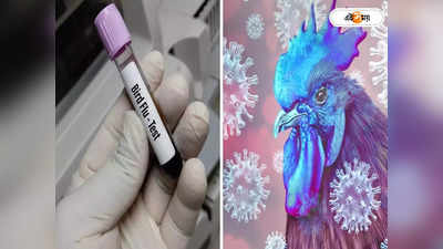 Bird Flu : মুরগির মাংসে লুকিয়ে বিপদ? কোভিডের থেকেও ১০০ গুণ ভয়ানক মহামারীর আশঙ্কাবাণী বিশেষজ্ঞদের