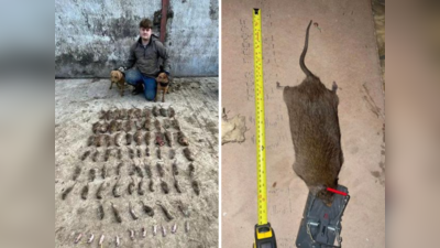 Dog Size Rat: जिसे समझा कुत्ता वो निकला चूहा,  शख्स अब तक पकड़ चुका है 50,000 से अधिक चूहे