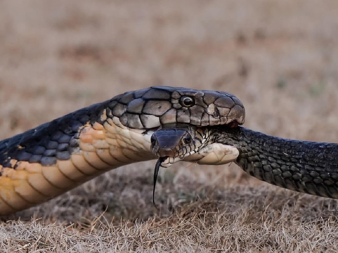 किंग कोब्रा अशी करतो विषारी सापांची शिकार