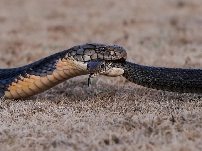 किंग कोब्रा अशी करतो विषारी सापांची शिकार