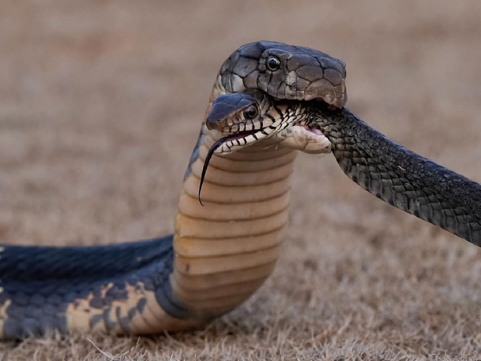 ​किंग कोब्रा अशी करतो विषारी सापांची शिकार
