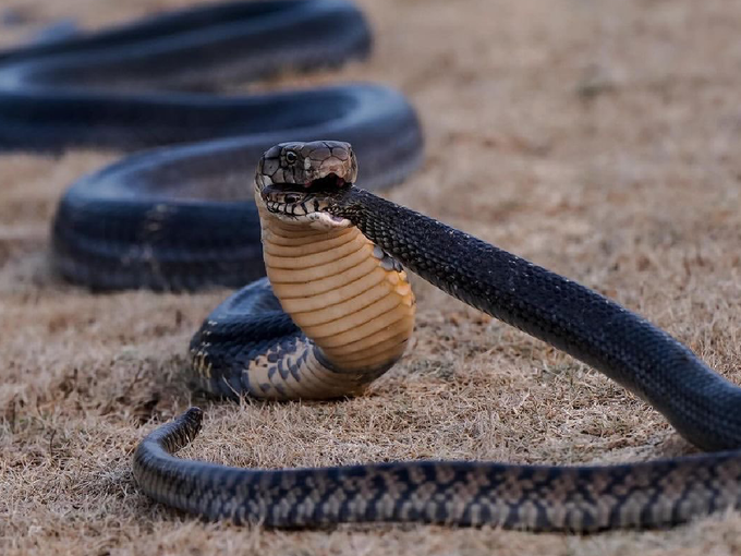 ​किंग कोब्रा अशी करतो विषारी सापांची शिकार