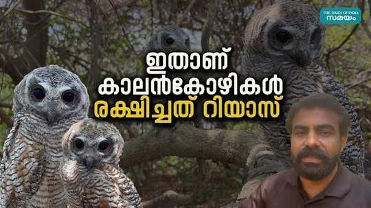 mottled wood owls in kannur rescued