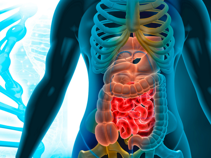 digestion digestive system