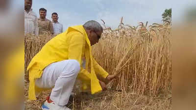 OP Rajbhar Wheat Video: घोसी में चुनाव प्रचार के दौरान ओपी राजभर अचानक खेत में काटने लगे गेहूं, वीडियो वायरल
