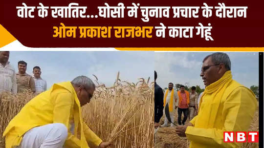 op rajbhar harvested wheat in field during election campaign in ghosi