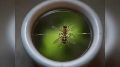 मच्छरों की ब्रीडिंग मिली तो लगा 50 हजार का जुर्माना, द्वारका एक्सप्रेसवे बनाने वाली कंपनी पर ऐक्शन