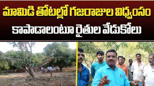 elephants destroy mango trees near renigunta