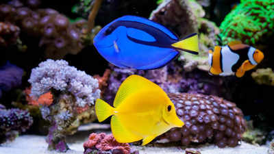 Aquarium Vastu Upay: বাস্তুমতে দারুণ শুভ অ্যাকোয়ারিয়াম, তবে ঠিক এতগুলো মাছ রাখলে পাবেন কুবেরের আশীর্বাদ