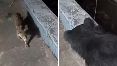 Ooty Ka Video: घर की छत पर टहलते तेंदुए और भालू का वीडियो वायरल, IFS ने कहा- लगता है कोई खुफिया मीटिंग चल रही है...