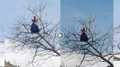 Girl Tree Dance: पापा की परी ने पेड़ की चोटी पर चढ़कर किया भयंकर डांस, लोग बोले- वो स्त्री है कुछ भी कर सकती है!