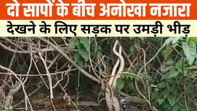 Ambikapur News: मिलन या फिर युद्ध! सांप और नागिन का यह दुर्लभ नजारा देख हर कोई हो जाएगा शॉक्ड