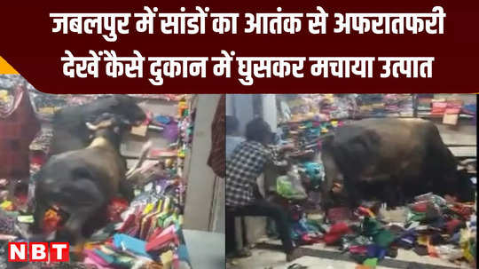 bulls enter clothes shop in jabalpur people sweat to get rid of them