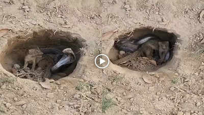 Snake Vs Mongoose: कोबरा के साथ गड्ढे में फंसा नेवला, फिर दोनों के बीच हुई इतनी भयानक, वीडियो वायरल हो गया