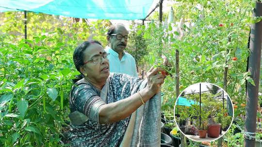 മട്ടുപ്പാവിൽ കൃഷിയിറക്കി ഭാസ്കരനും വിജയവും; നട്ടതെല്ലാം നൂറുമേനി, ഇത് വിശ്രമകാലത്തെ വിജയകഥ