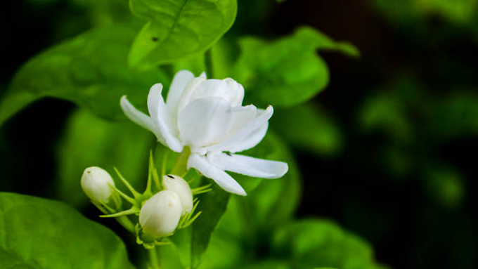 ​ಮಲ್ಲಿಗೆ ಗಿಡ