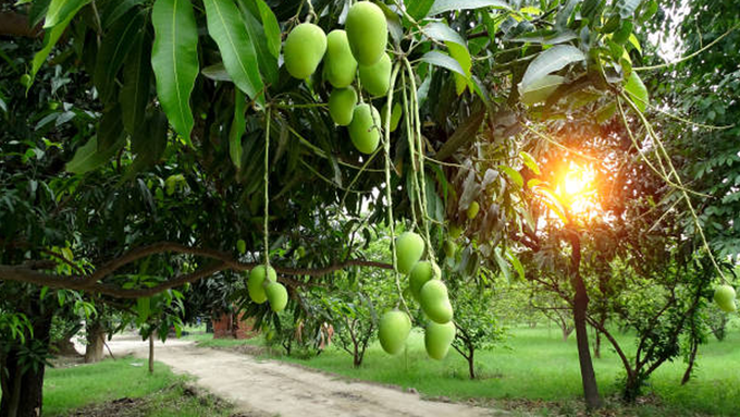 ​ಮಾವಿನ ಗಿಡ