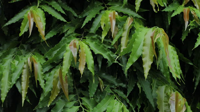 ​ಅಶೋಕ ವೃಕ್ಷ