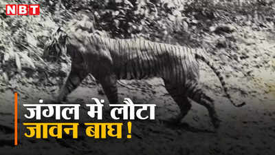 लौट आया है जावन बाघ,  44 साल पहले जिसे मान लिया गया विलुप्त, अब उसकी मौजूदगी ने चौंकाया