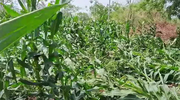 लातूर- अवकाळी पावसामुळे आंबा बागायतदार शेतकऱ्यांचं लाखो रुपयांचं नुकसान