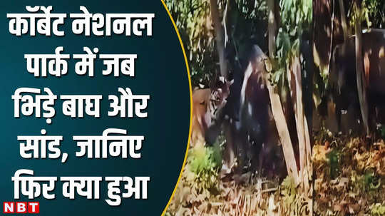 dehradun news corbett national park unique fight bull defeated tiger watch video