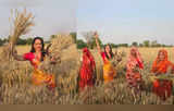 मथुरा में वोटर्स को लुभाने तेज धूप में खेतों में उतरीं हेमा मालिनी, काटी गेहूं की फसल, देखें तस्वीरें