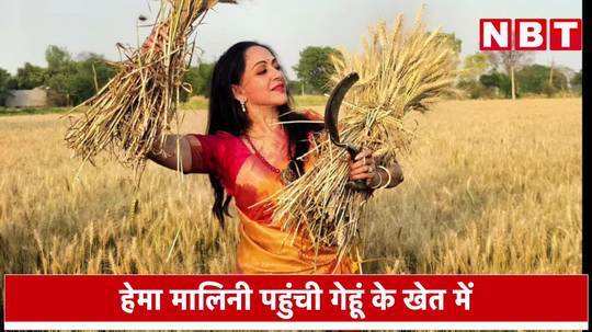 hema malini reached the wheat field harvested the crop wearing kanjivaram saree 