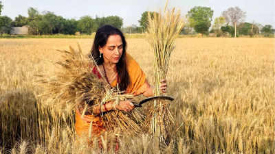 Hema Malini: मथुरा में चुनाव प्रचार के दौरान हेमा मालिनी ने खेत में काटा गेहूं, फोटो एक्स पर किए शेयर