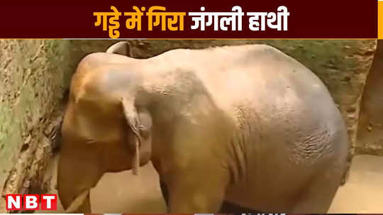 a wild elephant fell into a water filled pit in kottappady of kerala ernakulam district