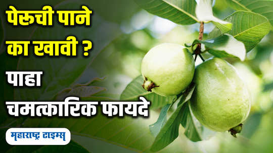 amazing benefits of eating guava leaves