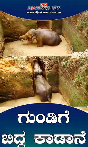 kerala wild elephant rescued from water filled pit in kottappady ernakulam