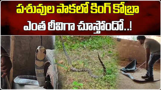 watch 12 feet king cobra catch by snake catcher in madugula in anakapalli