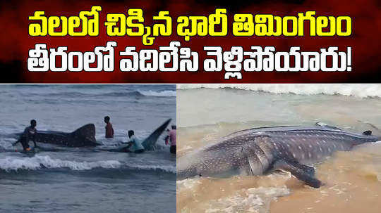 largest fish stuck in fisheries net at visakhapatnam