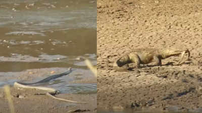 Crocodile-Snake Video: सबसे जहरीले सांप का शिकार करने चला था घड़ियाल, पहले मिली मात, फिर आया कहानी में जबरदस्त मोड़