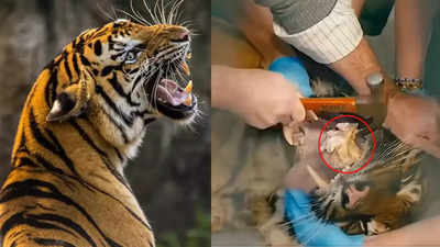 Tiger Viral Video: टाइगर के दांतों में फंसी बड़ी हड्डी तो निकालने में छूटे डॉक्टर के पसीने, हथौड़े से इलाज का वीडियो वायरल
