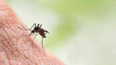 डेंगू बुखार में दवाओं के साथ आजमाएं ये 5 घरेलू उपाय, प्लेटलेट्स बढ़ेगी, जल्दी होंगे रिकवर
