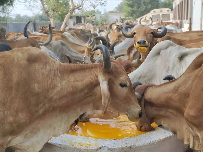 mango party for cow