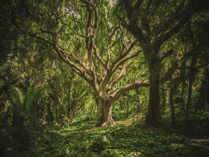 हावड़ा में सबसे पुराना बरगद का पेड 