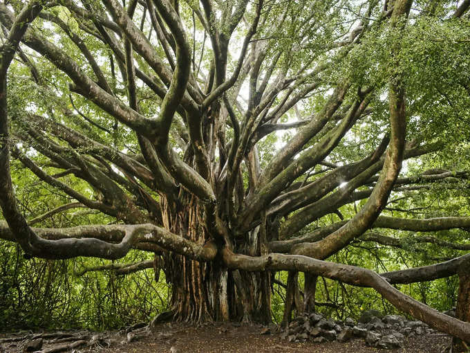 कहां है, दुनिया का सबसे बड़ा बरगद का पेड़