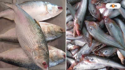 Hilsa Fish : রুই-কাতলা ছেড়ে ইলিশ-পাবদা চুরি! পেশাদার চোর না ভোজনরসিকের কাণ্ড, হইচই রানাঘাটে
