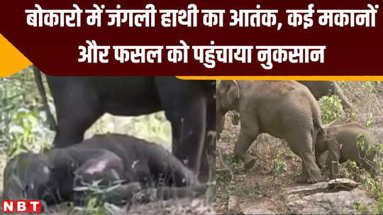 wild elephant terror in bokaro jharkhand damaged many houses and crops