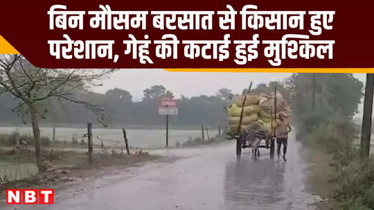 bulandshahr wheat farmers distraught after untimely rain see video