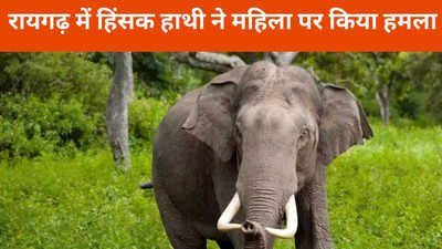 Raigarh News: महुआ बिन रही महिला पर हाथियों के झुंड का हमला, मौके पर ही मौत, एक युवक घायल