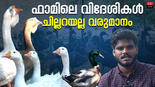 these ornamental waterfowl have become a major source of income at bosom farm in chavakkad thrissur