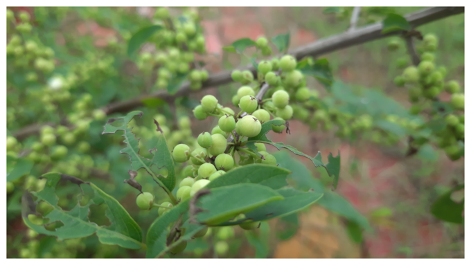 ಗುಗ್ಗುಳು