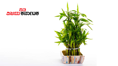 ​Bamboo Plant: ಈ ಗಿಡ ಮನೆಯಲ್ಲಿದ್ದರೆ ನಿಮ್ಮ ಲಕ್ ಬದಲಾಗೋದು ಪಕ್ಕಾ..!