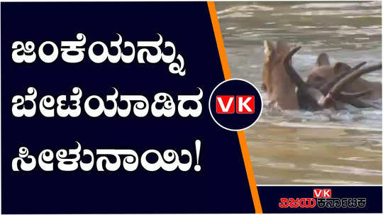 dogs hunting deer in nagarhole forest video viral